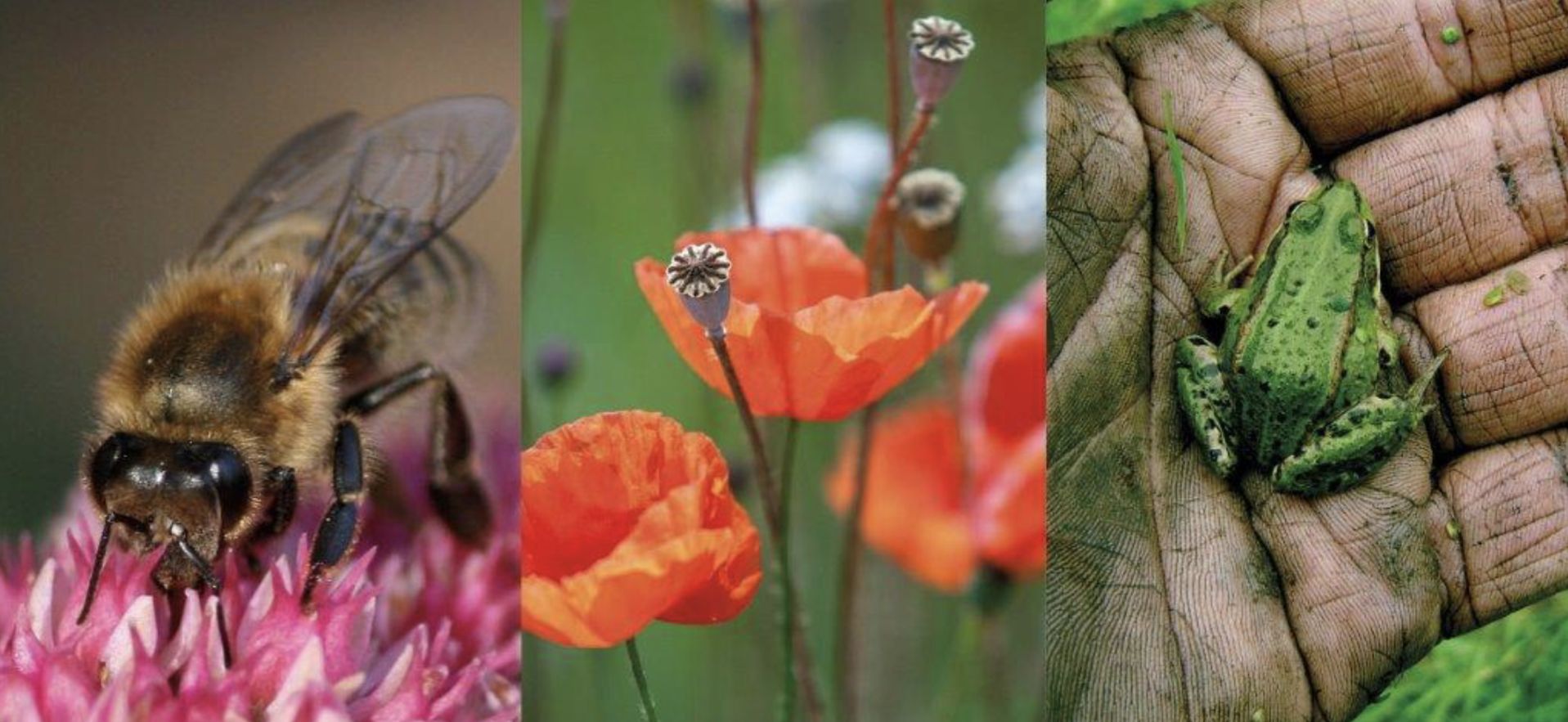 Ecologische effecten - Copyright adviesbureau Eelerwoude